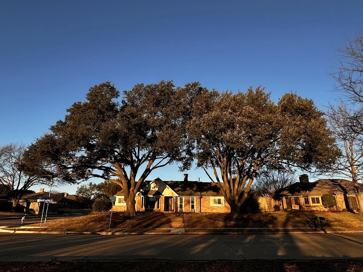 Established residential canopy tree shading a home in Valentine